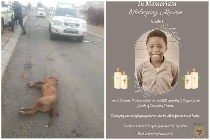 8-Year-Old Child Mauled to Death by Neighbor’s Pit Bull in Bloemfontein ...