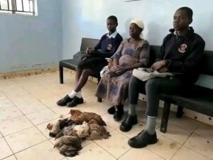 Grandmother Offers Live Chickens as School Fees After Granddaughter Is Sent Home